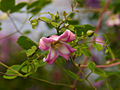 Clematis texensis Princess Diana IMG_4472 Powojnik